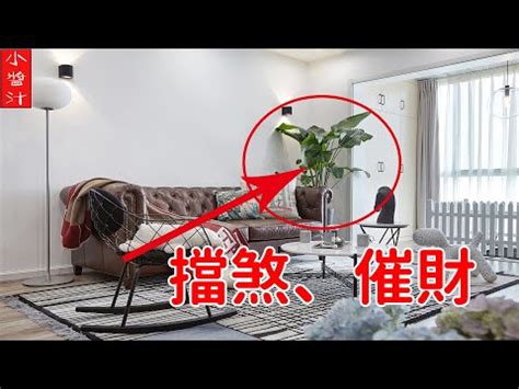 辦公室擋煞植物|辦公桌擺設植物指南：提升運勢與效率的辦公室植物秘訣